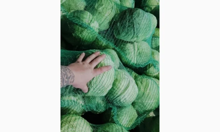 Капуста оптом - фото № 2