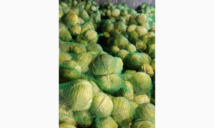 Капуста оптом - фото № 3