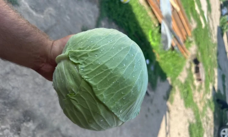 Капуста на продаж - фото № 1