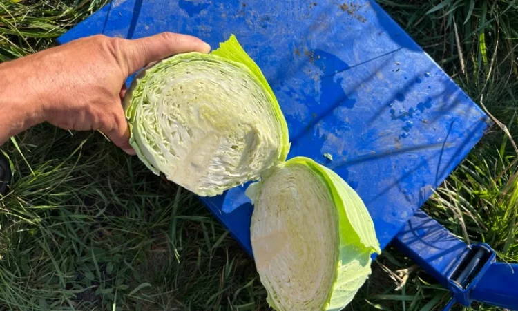 Капуста на продаж - фото № 2