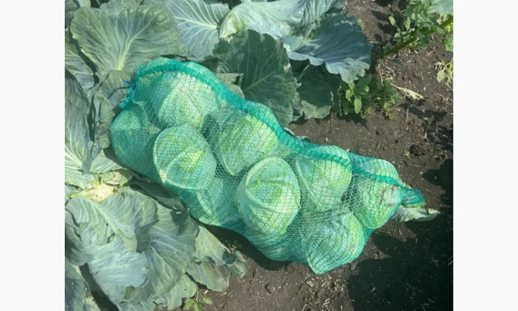 Капуста на продаж - фото № 3