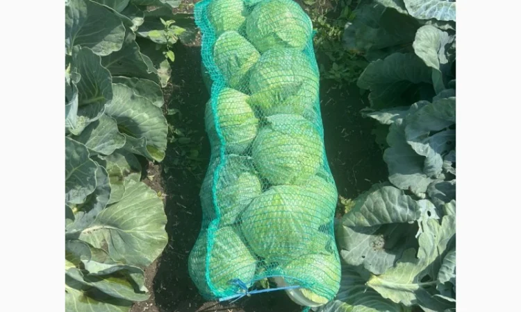 Капуста на продаж - фото № 4