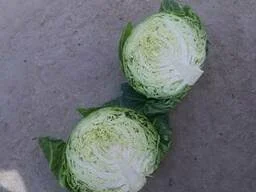 Фасована молода капуста від 10 т - фото № 1