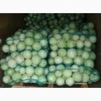 Капуста білокачанна молода з поля оптом від 10 т - фото № 1