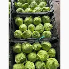 Пропонуємо молоду білокачанну капусту 2025 оптом - фото № 1