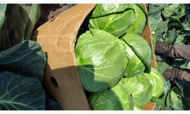 Продаж капусти гуртом - фото № 3