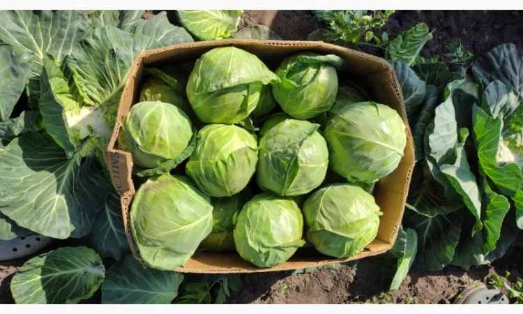 Продаж капусти гуртом - фото № 4