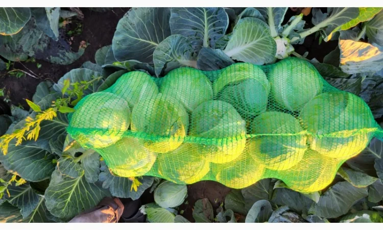 Продаж капусти гуртом - фото № 1