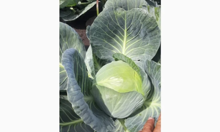 Продаж капусти гуртом - фото № 2