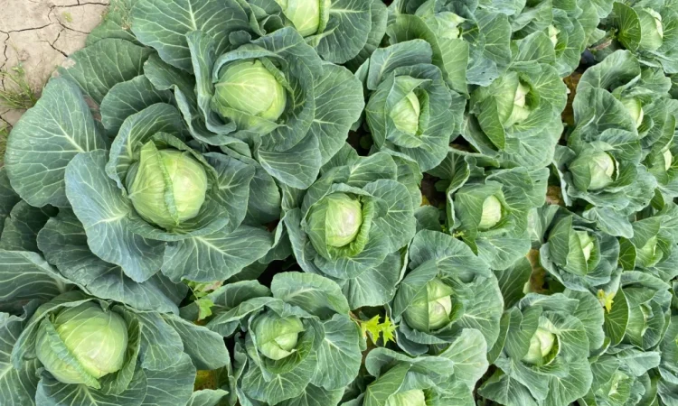 Капуста білокачанна на продаж - фото № 1