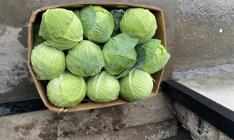 Капуста білокачанна на продаж - фото № 2