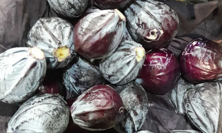 Капуста червоно качана високої якості - фото № 1