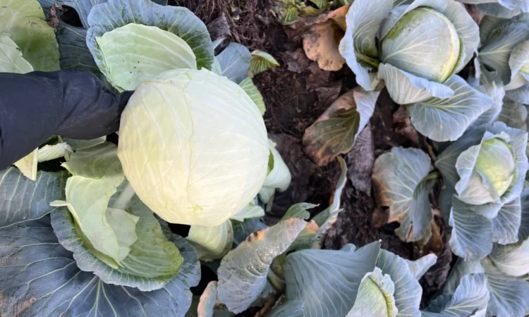 Капуста Агресор на продаж - фото № 2