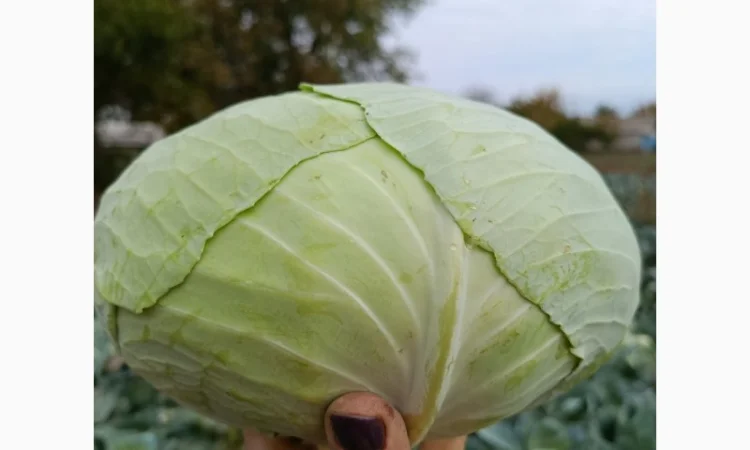 Капуста агрессор на продажу - фото № 1