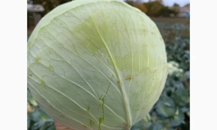 Капуста агрессор на продажу - фото № 2