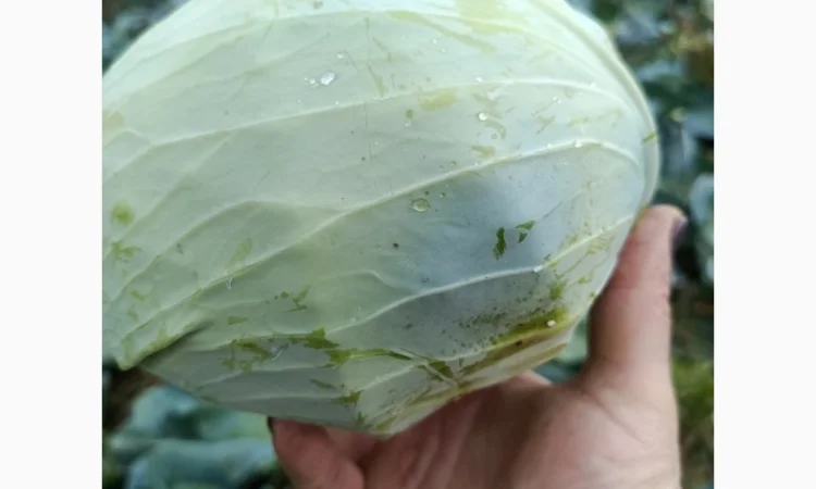 Капуста агрессор на продажу - фото № 3