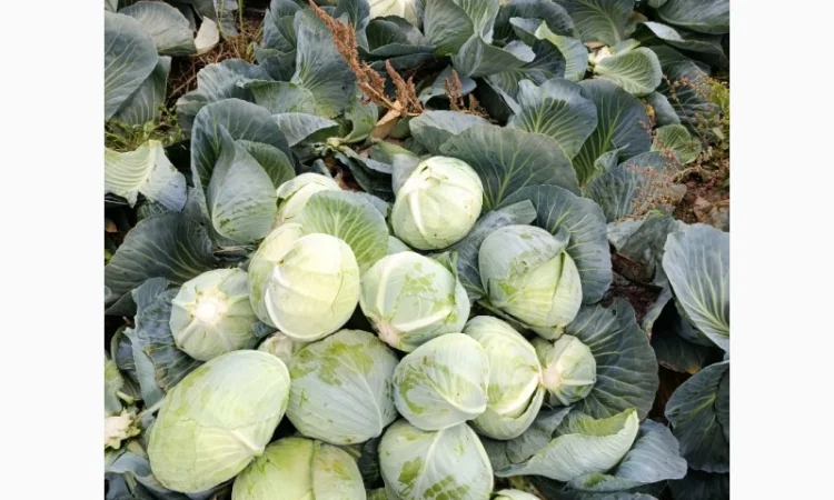 Капуста агрессор на продажу - фото № 4