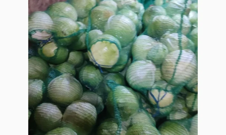 Капуста білокачанна для продажу - фото № 1