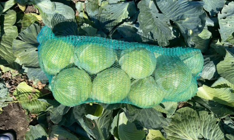 Гарна капуста на продаж - фото № 1