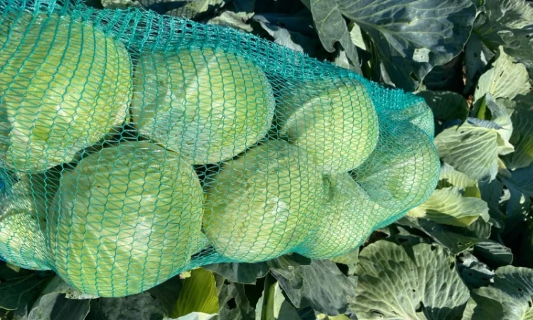 Гарна капуста на продаж - фото № 2