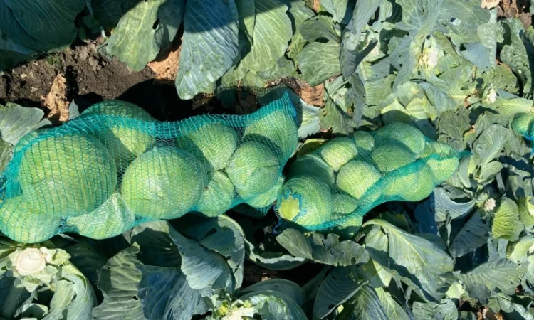 Гарна капуста на продаж - фото № 3