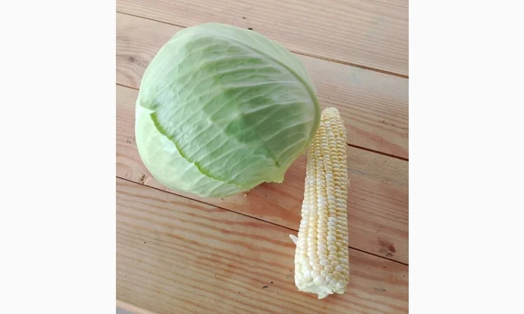 Капуста тереодор на продаж - фото № 3