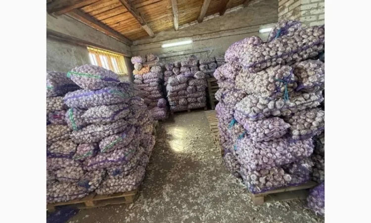 Продажа сортированного товарного чеснока в сетках - фото № 1