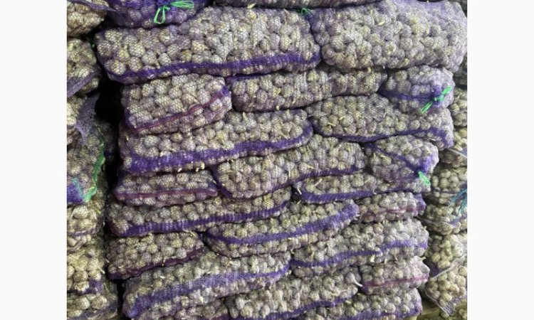 Продаю часник фракції 3+ для посадки - фото № 1