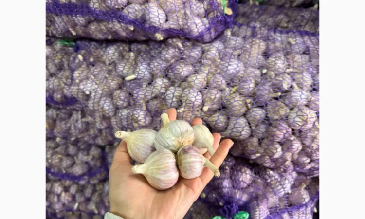 Часник любаша фракції 3-4 на продаж - фото № 1