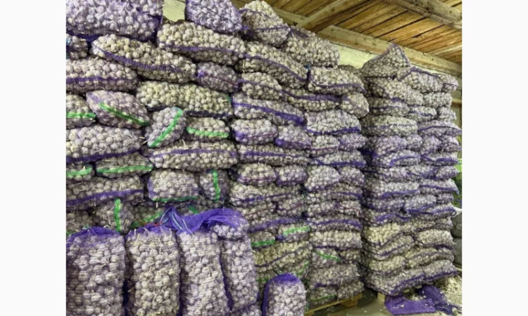 Продаж часнику 3+/на посадку - фото № 1