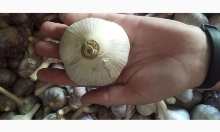 Продаж часника різних сортів - фото № 1