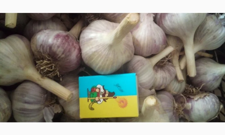 Продаж часника різних сортів - фото № 2