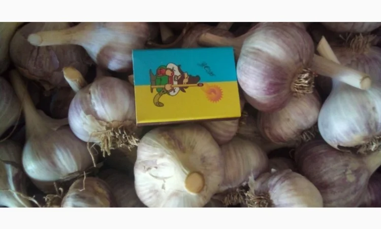 Продаж часника різних сортів - фото № 3