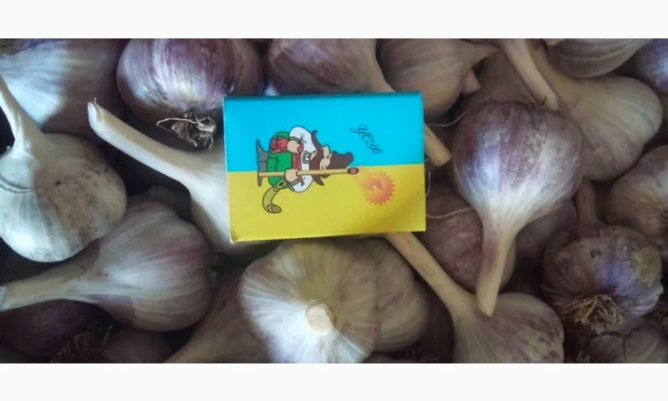 Продаж часника різних сортів - фото № 4