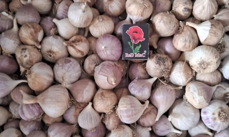 Продаю однозубку часнику сорт Любаша - фото № 1