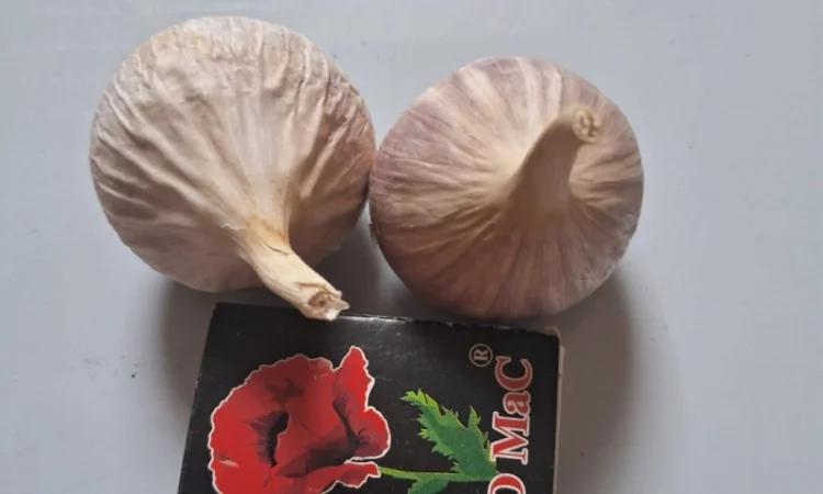 Продаю однозубку часнику сорт Любаша - фото № 2