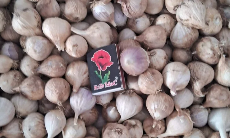 Продаю однозубку часнику сорт Любаша - фото № 3