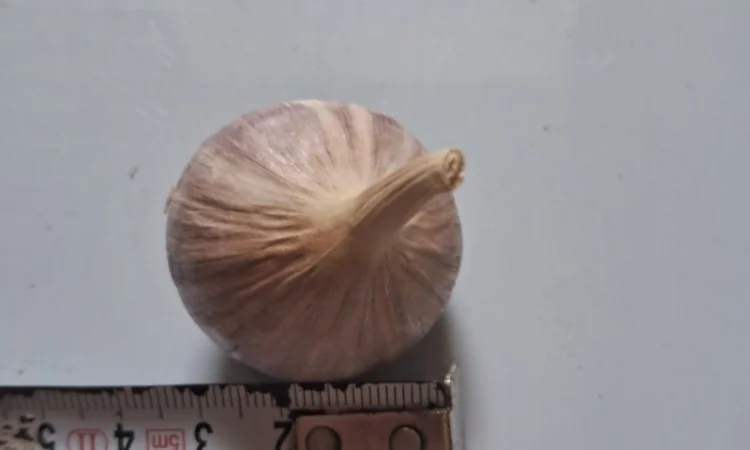 Продаю однозубку часнику сорт Любаша - фото № 4