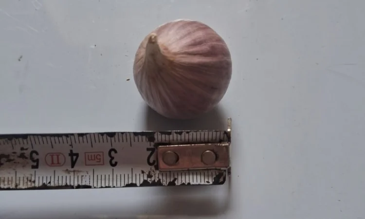 Продаю однозубку часнику сорт Любаша - фото № 5