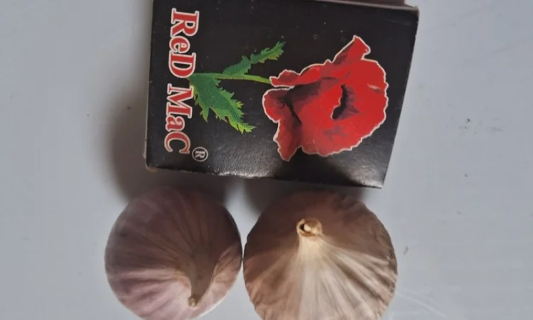 Продаю однозубку часнику сорт Любаша - фото № 6