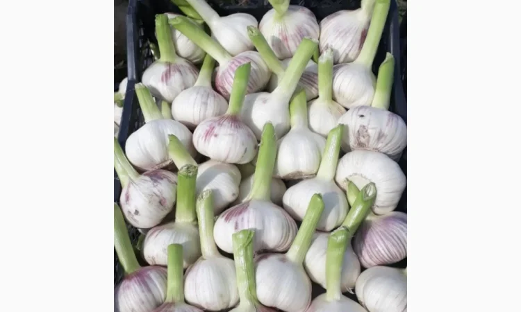 Молодий часник 5+ від асоціації виробників - фото № 1