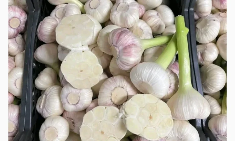 Молодий часник 5+ від асоціації виробників - фото № 3