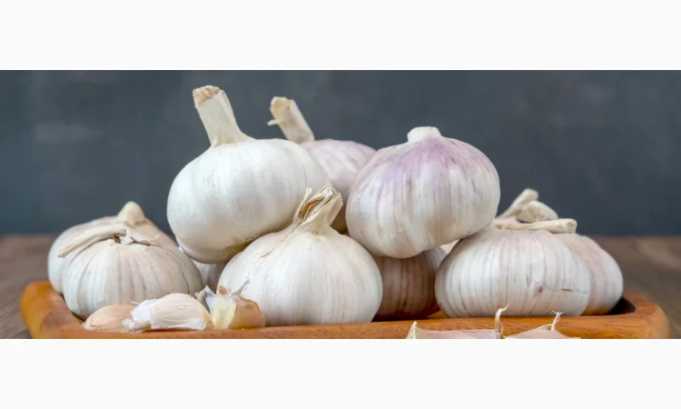 Часник високої якості для бюджетних організацій - фото № 1