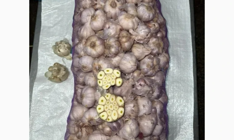 Яркий часник для посадки - фото № 1