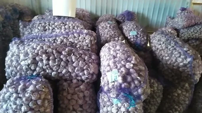 Продаю чеснок 3/5/10/20 тон - фото № 1