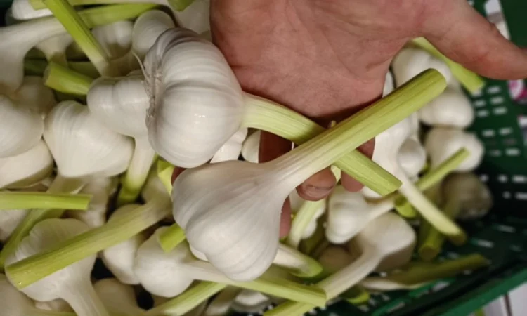 Експорт часнику - фото № 1