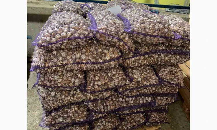 Покупка чеснока для переработки и общего питания - фото № 1