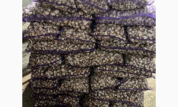 Покупка чеснока для переработки и общего питания - фото № 2