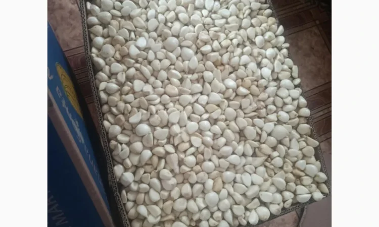 Свіжий очищений часник оптом від ФОП Осадчук А.В. - фото № 2