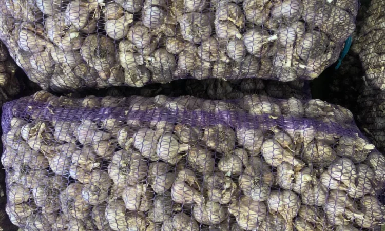 Свіжий очищений часник оптом від ФОП Осадчук А.В. - фото № 3